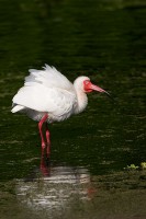 White Ibis (Eudocimus albus)