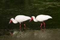 White Ibis (Eudocimus albus)