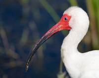 White Ibis (Eudocimus albus)