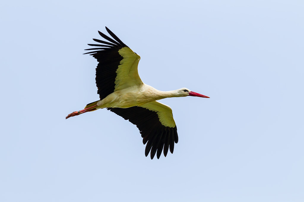 White Stork (Ciconia ciconia)