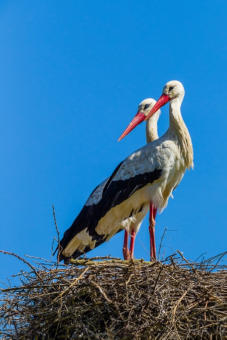 White Stork (Ciconia ciconia)