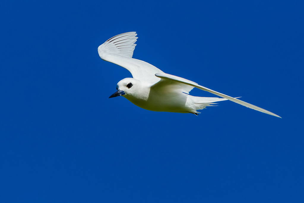 White (Fairy) Tern (Gygis alba)