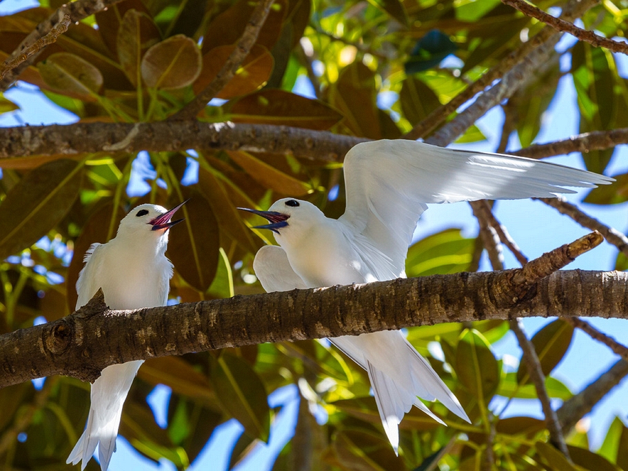 White (Fairy) Tern (Gygis alba)