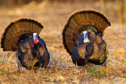 Wild Turkey (Meleagris gallopavo)