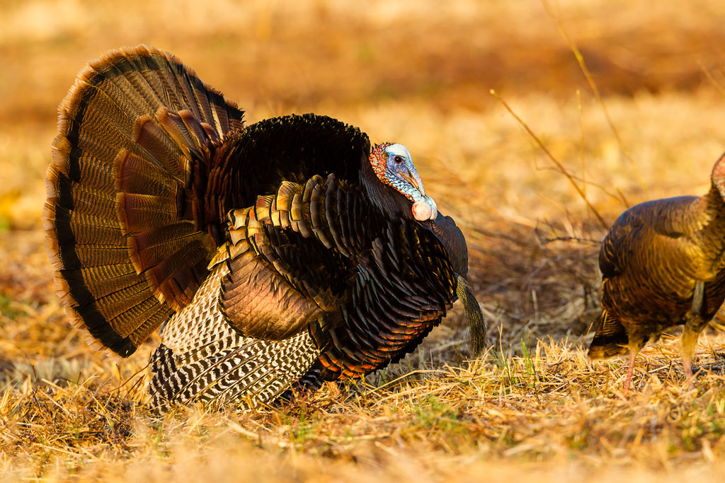 Wild Turkey (Meleagris gallopavo)