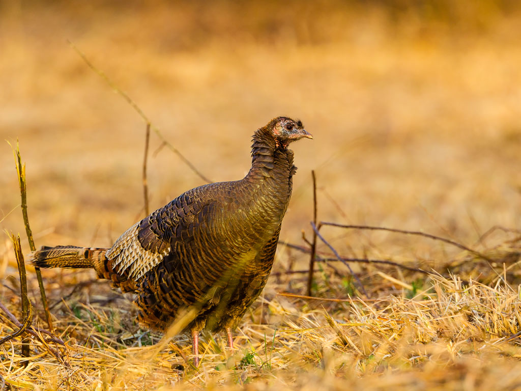 Wild Turkey (Meleagris gallopavo)