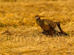 Wild Turkey (Meleagris gallopavo)