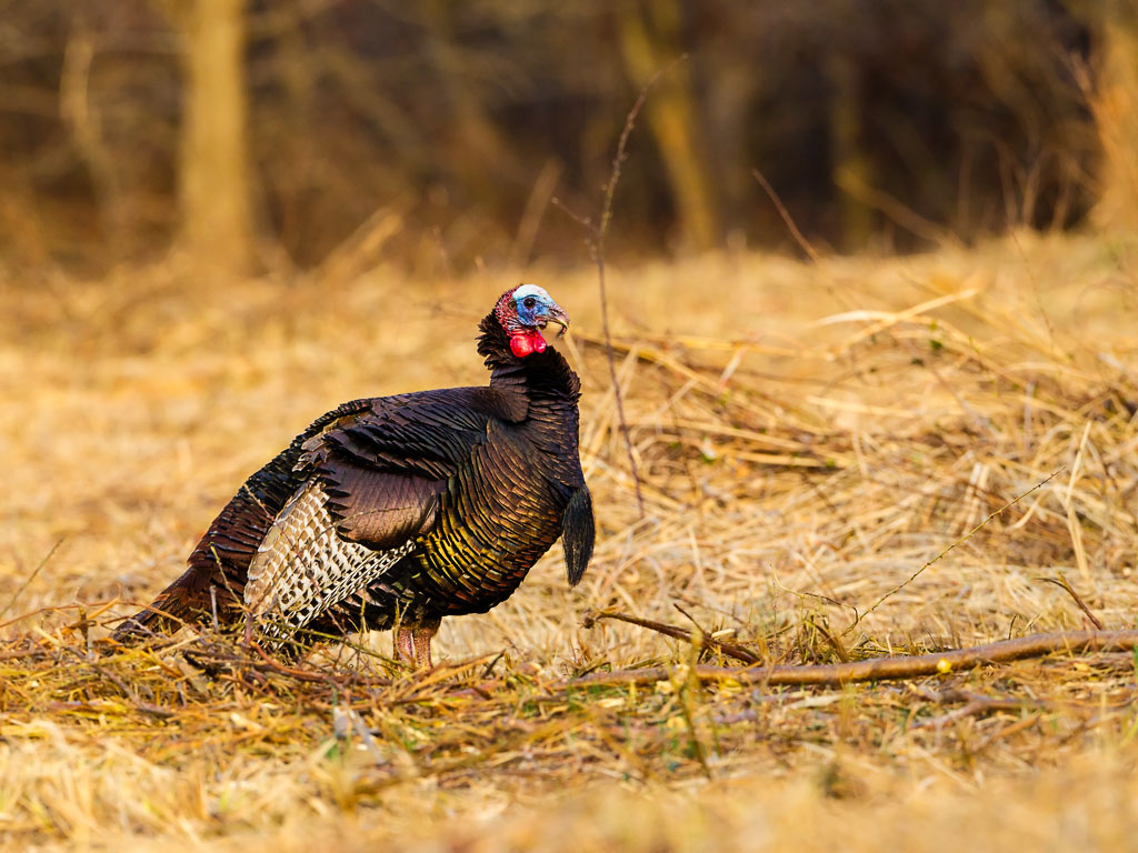 Wild Turkey (Meleagris gallopavo)