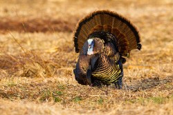 Wild Turkey (Meleagris gallopavo)