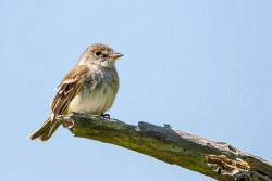 Willow Flycatcher (Empidonax traillii)