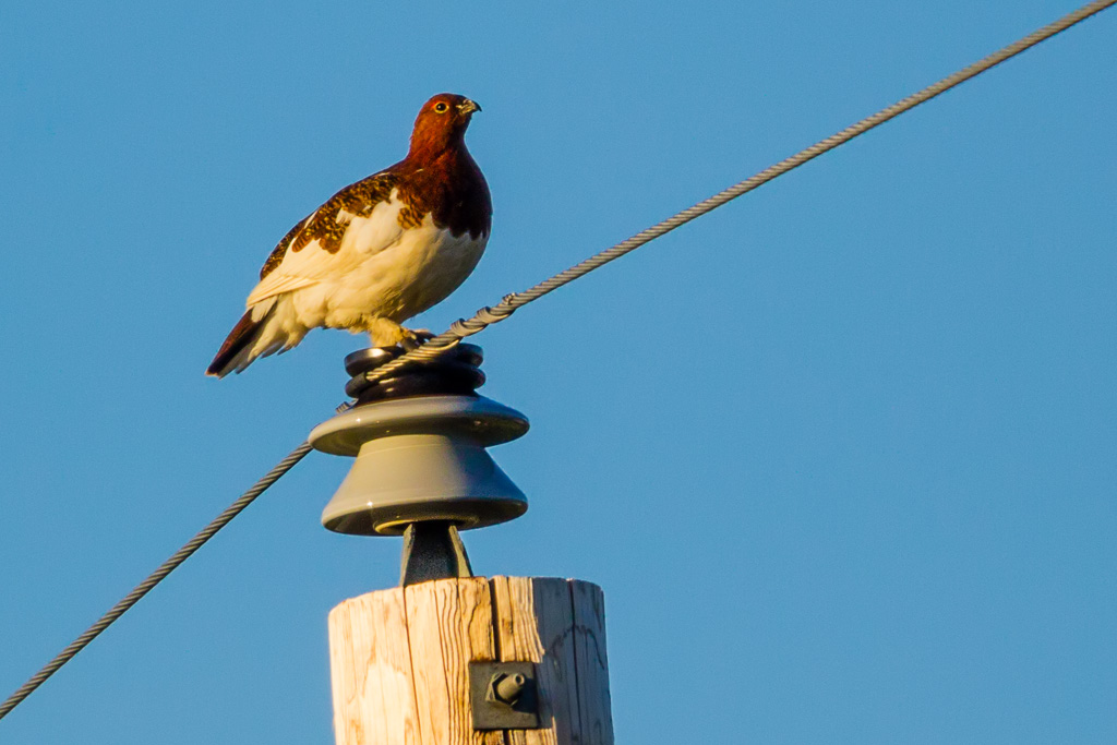 Willow Ptarmigan (Lagopus lagopus)