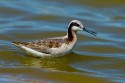 Wilson's Phalarope (Phalaropus tricolor)