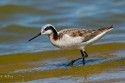 Wilson's Phalarope (Phalaropus tricolor)