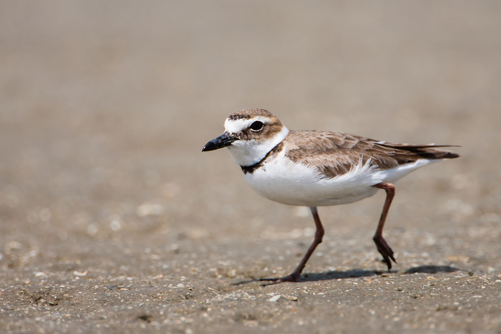 Wilson's Plover (Charadrus wilsonia)