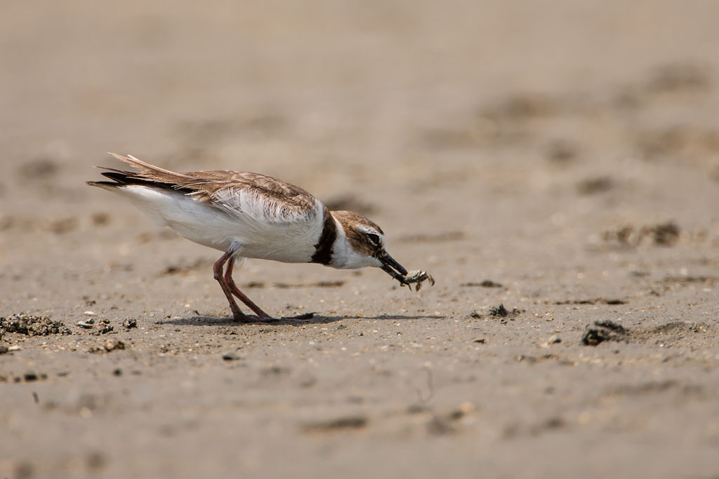 Wilson's Plover (Charadrus wilsonia)