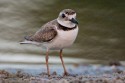 Wilson's Plover (Charadrus wilsonia)