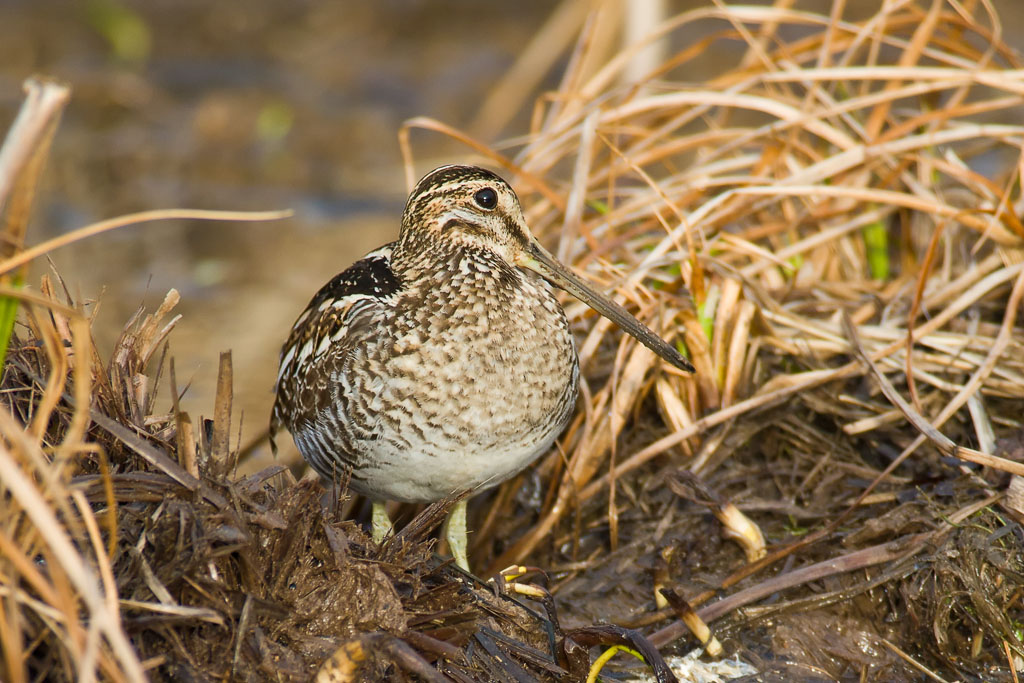 Wilson's Snipe (Gallinago delicata)