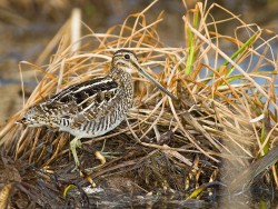 Wilson's Snipe (Gallinago delicata)