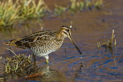 Wilson's Snipe (Gallinago delicata)