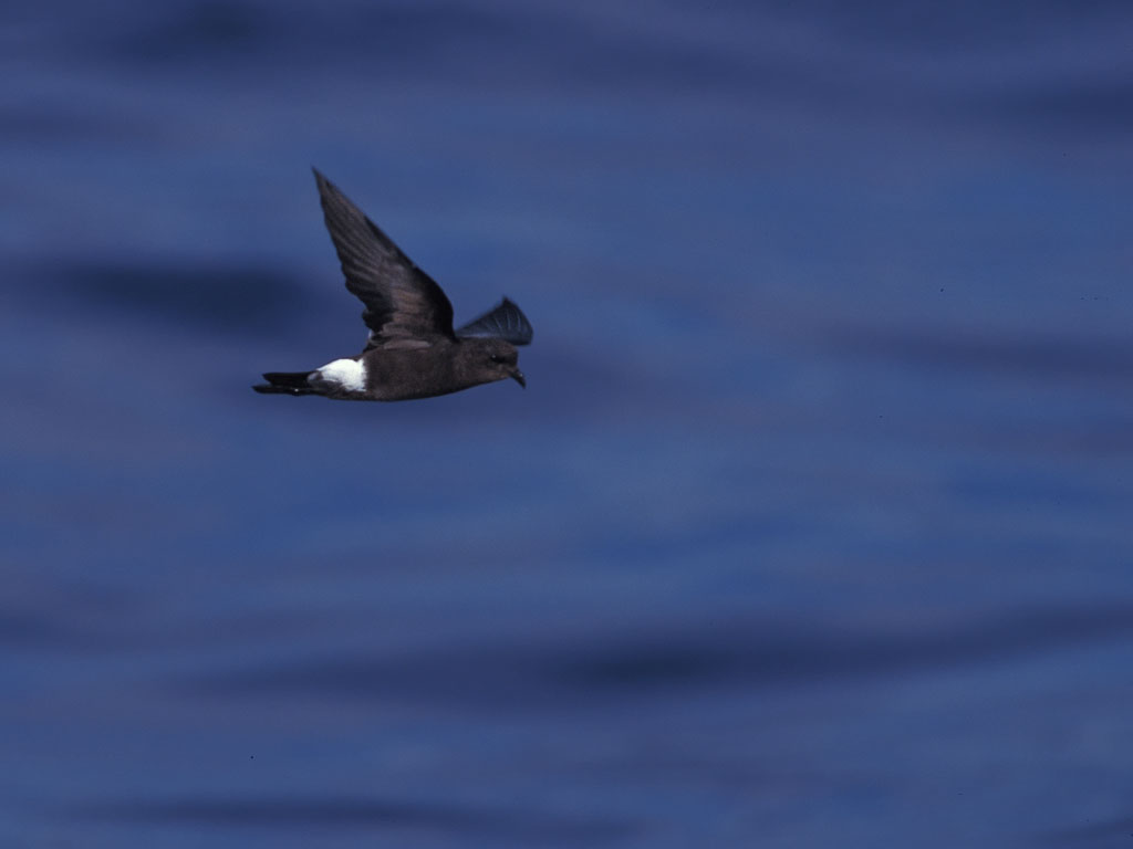 Wilson's Storm-Petrel (Oceanites oceanicus)