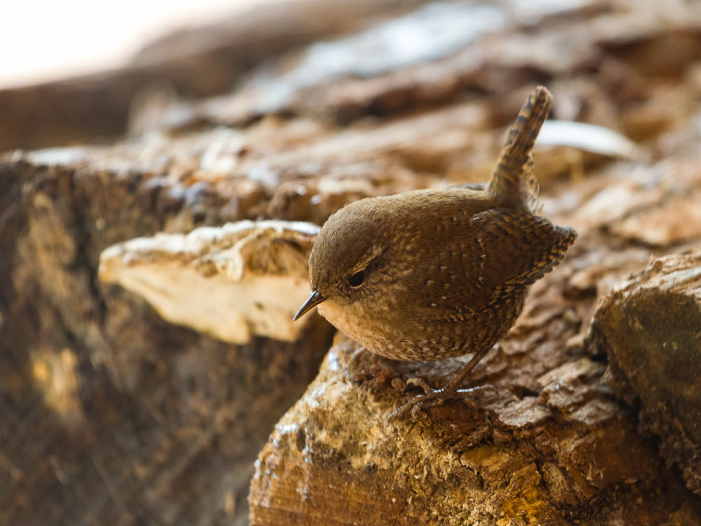 Winter Wren (Troglodytes troglodytes)