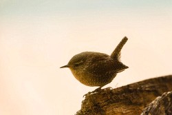 Winter Wren (Troglodytes troglodytes)