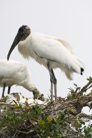 Wood Stork (Mycteria americana)