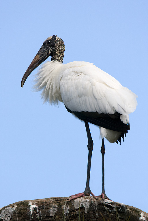 Wood Stork (Mycteria americana)