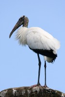 Wood Stork (Mycteria americana)