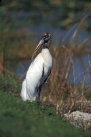 Wood Stork (Mycteria americana)