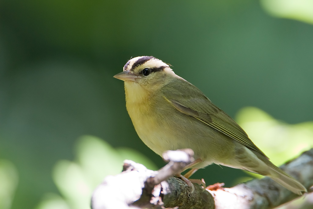 Worm-eating Warbler (Helmitheros vermivora)