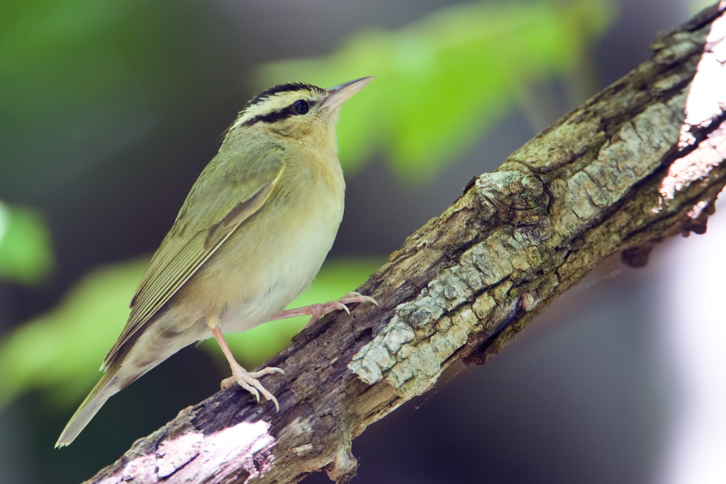 Worm-eating Warbler (Helmitheros vermivora)