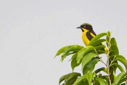 Yellow-bellied Dacnis (Dacnis flaviventer)