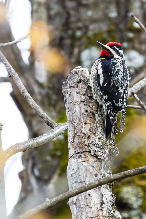 Yellow-bellied Sapsucker (Sphyrapicus varius)