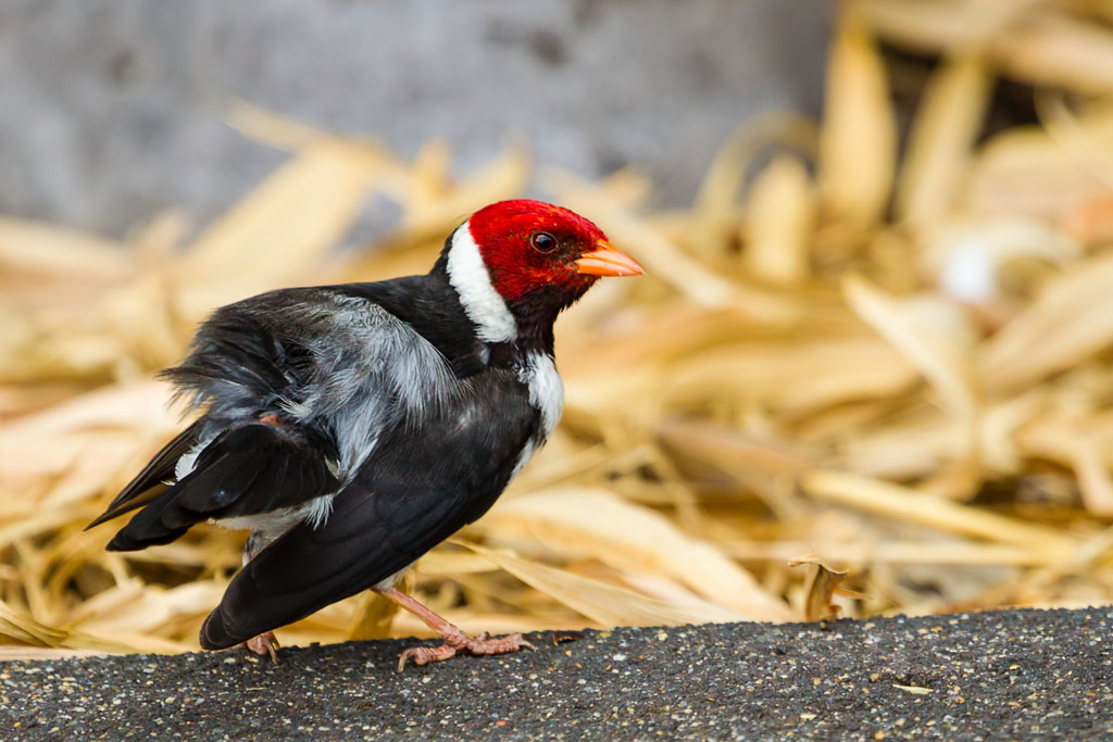 Yellow-billed Cardinal (Paroaria capitata)