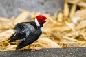 Yellow-billed Cardinal (Paroaria capitata)