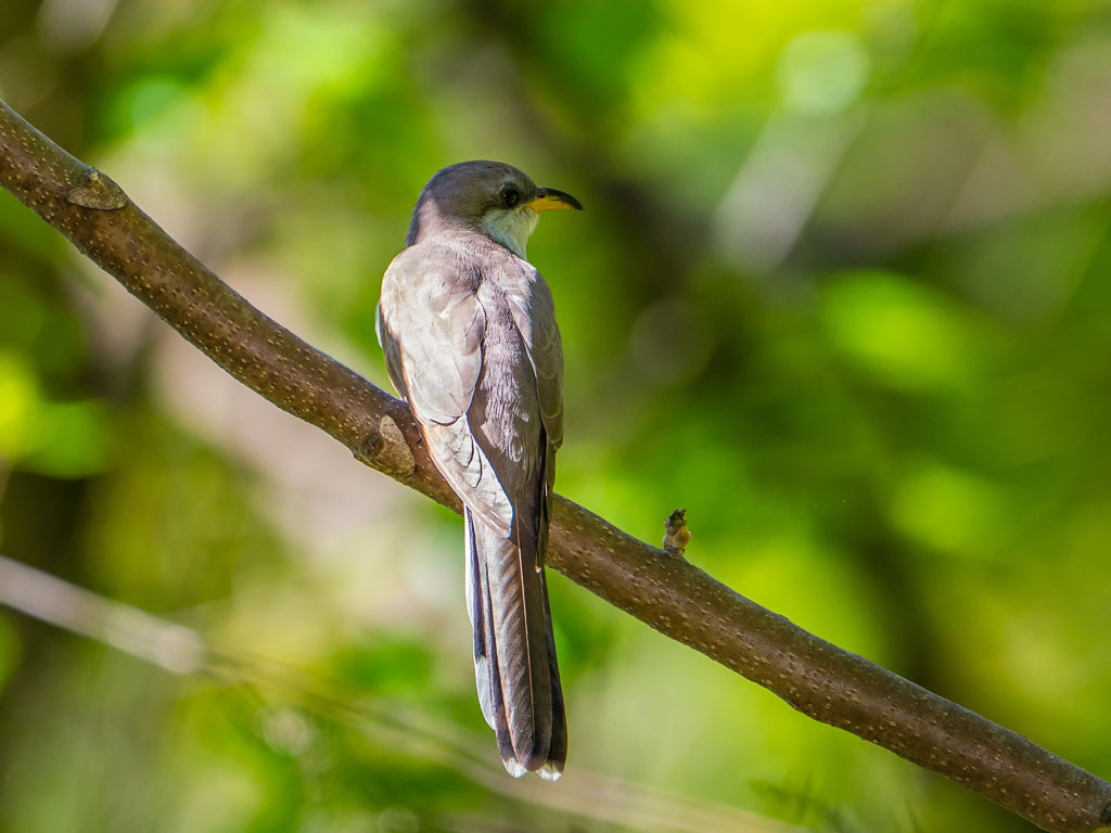 Yellow-billed Cuckoo (Coccyzus americanus)