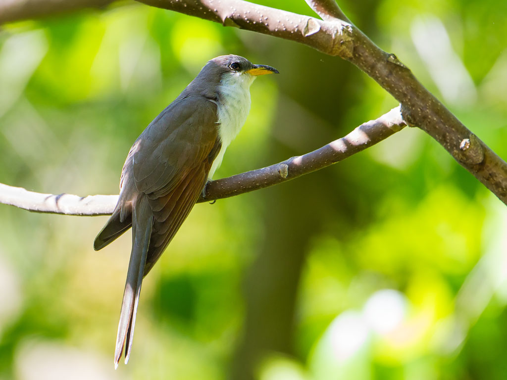 Yellow-billed Cuckoo (Coccyzus americanus)