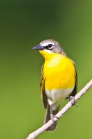 Yellow-breasted Chat (Icteria virens)