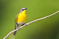 Yellow-breasted Chat (Icteria virens)