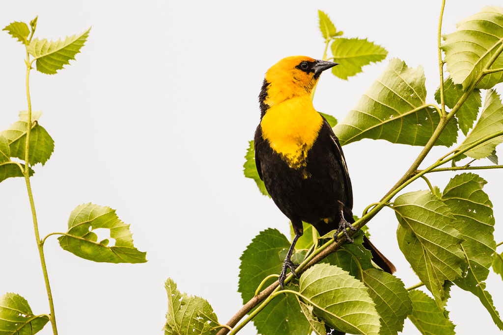 Yellow-headed Blackbird (Xanthocephalus xanthocephalus)