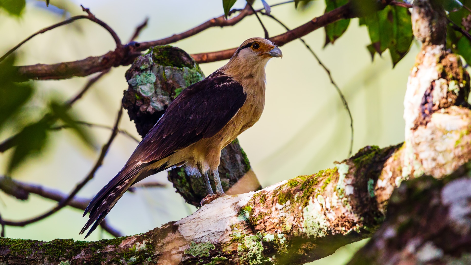 Yellow-headed Caracara (Milvago chimachima)