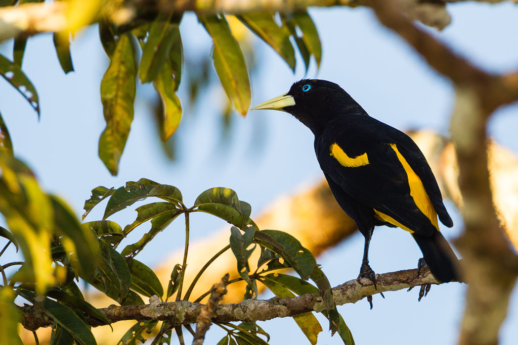 Yellow-rumped Cacique (Cacicus cela)