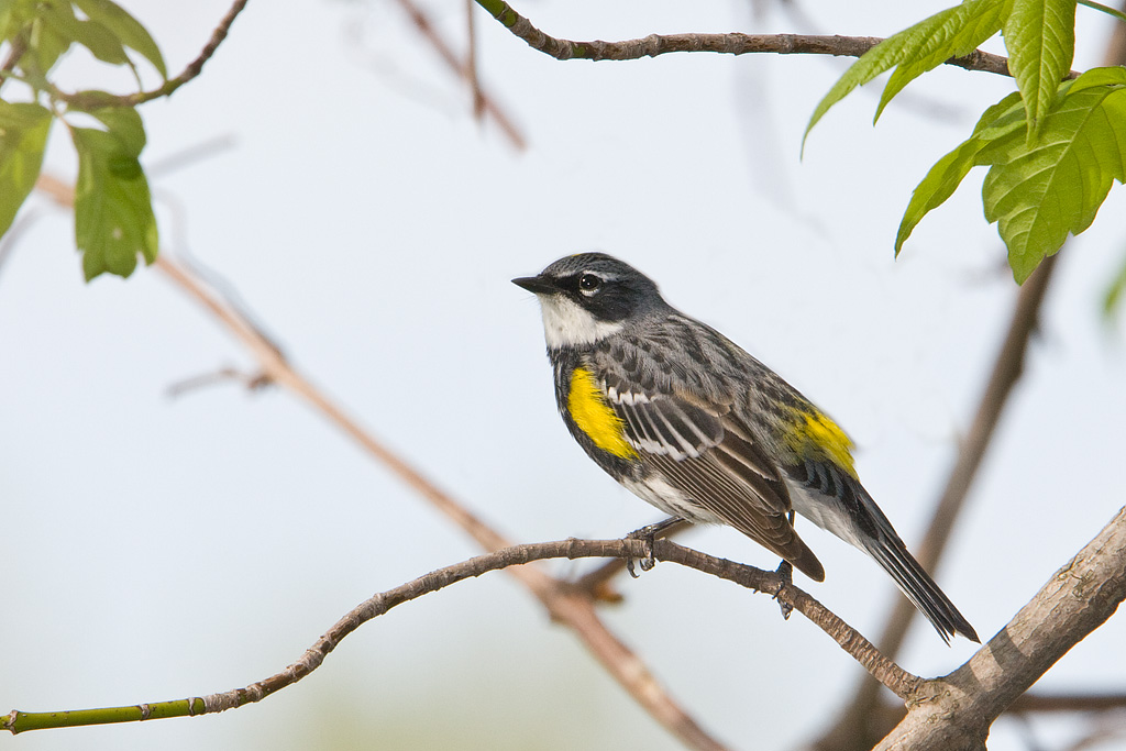 Yellow-rumped Warbler (Dendroica coronata)