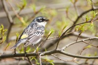 Yellow-rumped Warbler (Dendroica coronata)