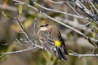 Yellow-rumped Warbler (Dendroica coronata)