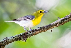 Yellow-throated Vireo (Vireo flavifrons)