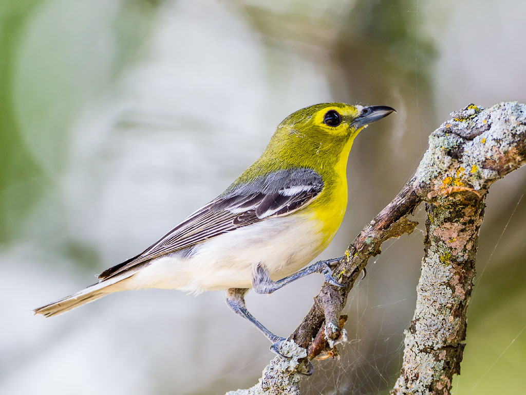 Yellow-throated Vireo (Vireo flavifrons)