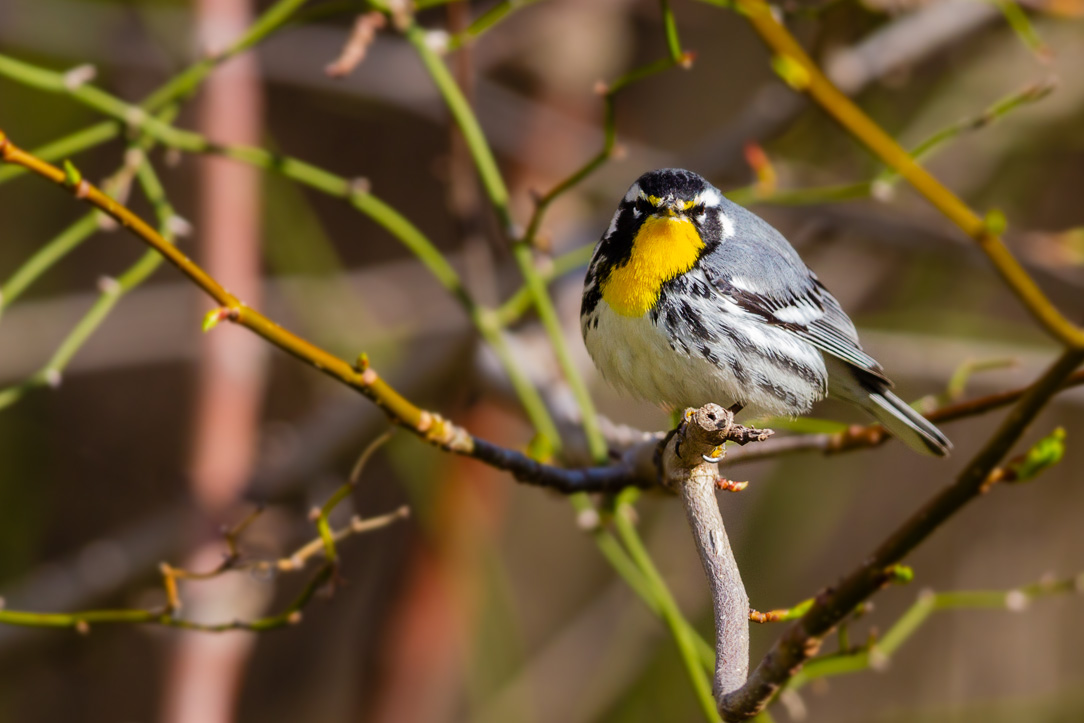 Yellow-throated Warbler (Setophaga dominica)