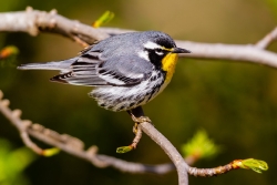 Yellow-throated Warbler (Setophaga dominica)